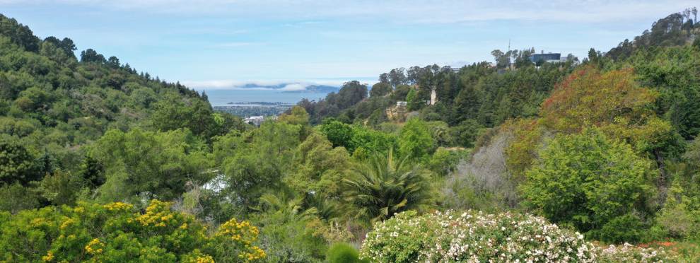 Berkeley Rose Garden