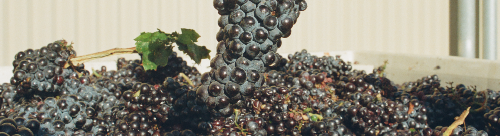Broc Cellars