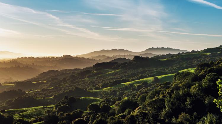 The verdant greenery and rolling hills of Tilden Regional Park. 