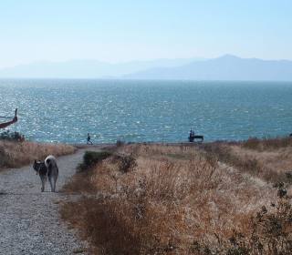 Unleash the Fun: Berkeley's Top Spots for a Pawsome Dog-Friendly Getaway