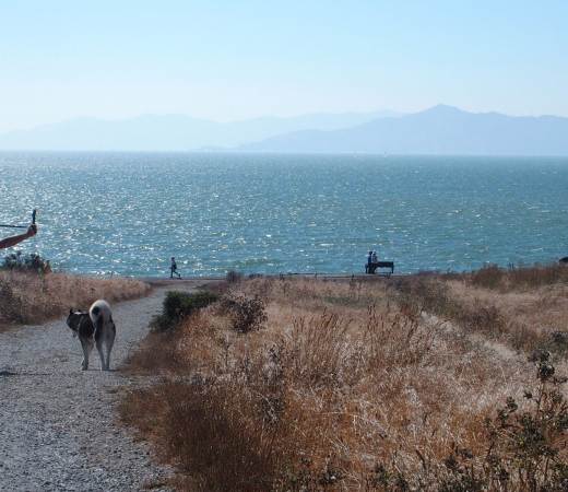 Unleash the Fun: Berkeley's Top Spots for a Pawsome Dog-Friendly Getaway