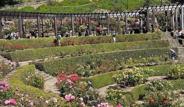 The manicured rose bushes of Berkeley Rose Garden.