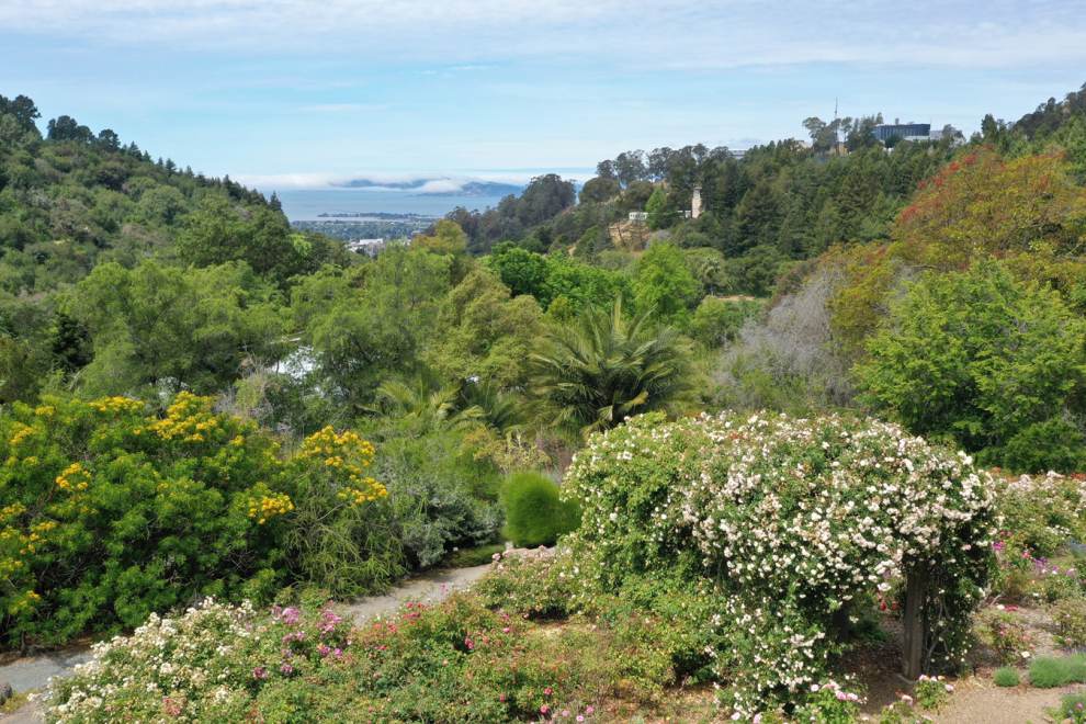 A lush green, mountainous landscape with rose bushes at the Berkeley Rose Garden
