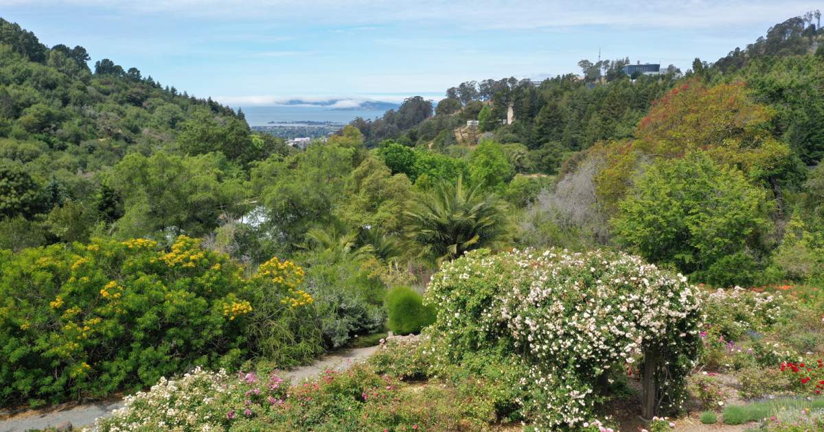 Berkeley Rose Garden & Codornices Park
