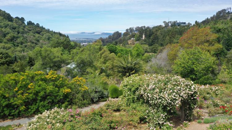 A lush green, mountainous landscape with rose bushes at the Berkeley Rose Garden