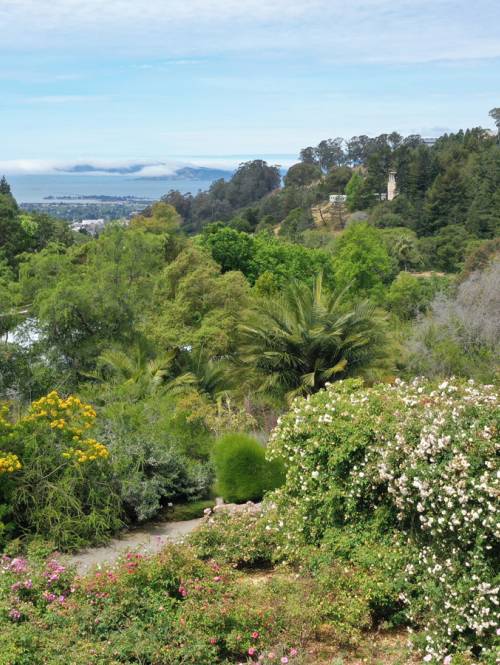 A lush green, mountainous landscape with rose bushes at the Berkeley Rose Garden