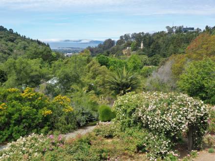 A lush green, mountainous landscape with rose bushes at the Berkeley Rose Garden