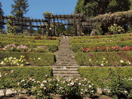 The Berkeley Rose Garden has been a fixture of the city since it opened in 1937.
