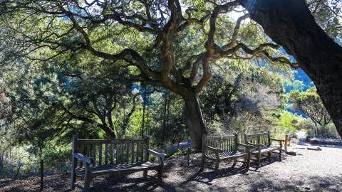 Ultimate Guide to Tilden Regional Park - Visit Berkeley