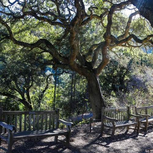 Benches Tree in Tilden Regional Park in Berkeley, CA