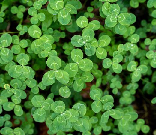 Celebrate St. Patrick’s Day in Berkeley
