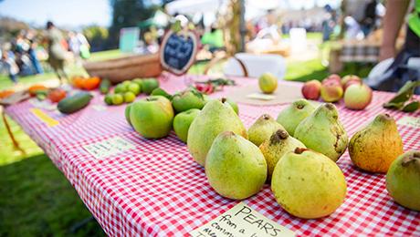 Pears on a table at a Harvest Festival in Berkeley