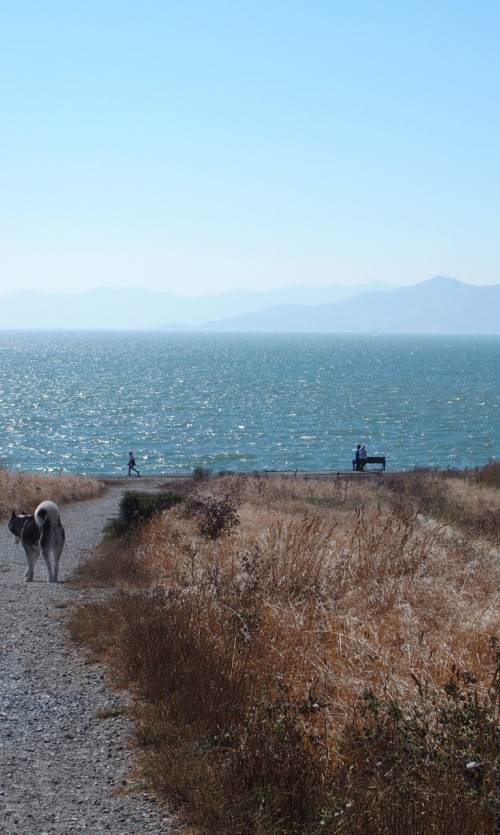 A man walks his dog on a trail by Berkeley Marina, which overlooks the water.