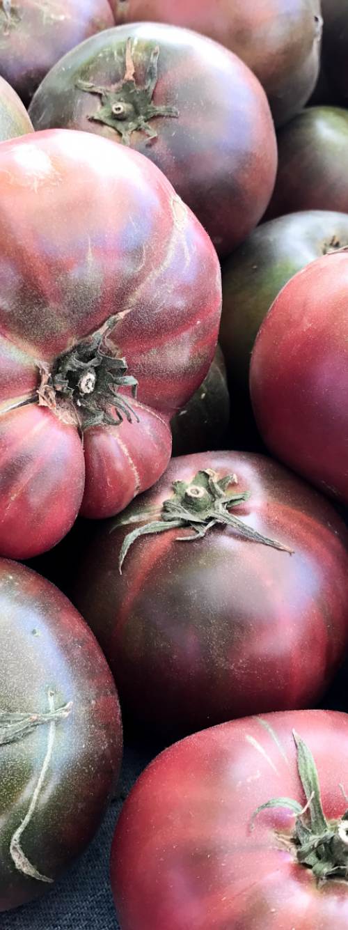Fresh Tomatoes and produce at the family-friendly and festive Farmers Markets in Berkeley, California