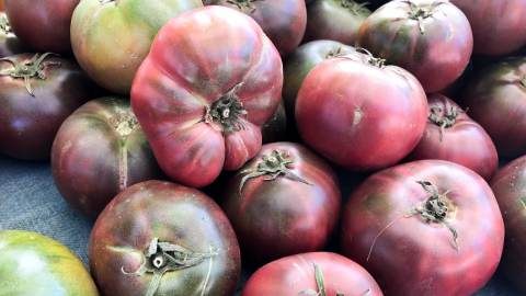 Fresh Tomatoes and produce at the family-friendly and festive Farmers Markets in Berkeley, California