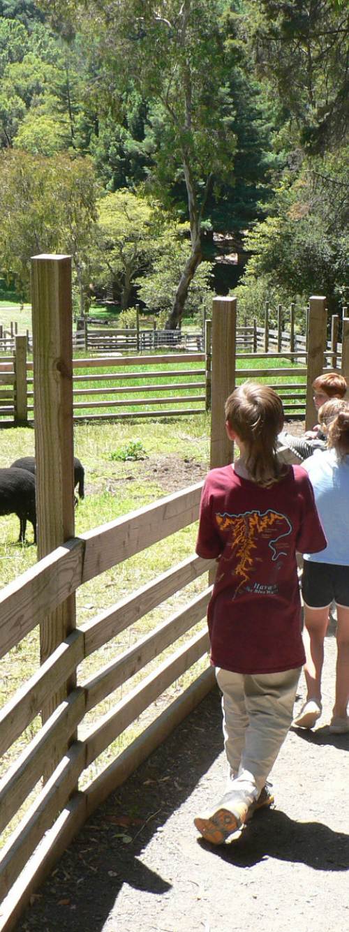 a group of children and an adult admire black sheep in a pasture at Little Farm Sheep