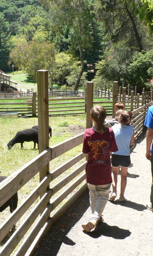 a group of children and an adult admire black sheep in a pasture at Little Farm Sheep