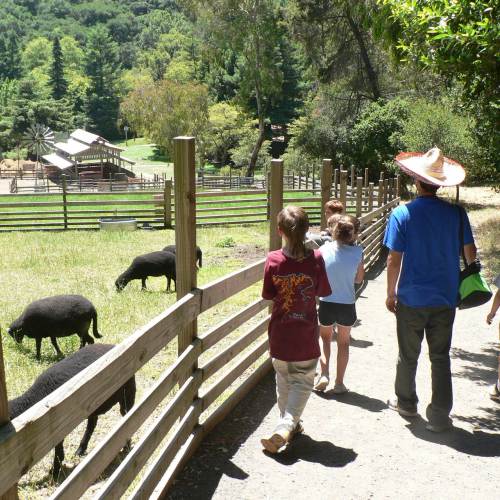 a group of children and an adult admire black sheep in a pasture at Little Farm Sheep