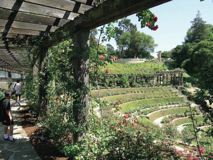 Rose Garden