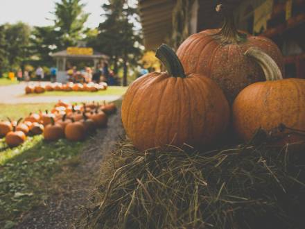 Pumpkins stacked onto a hay bale
