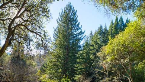 A tall evergreen surrounded by other lush, green trees at the Tilden Botanic Garden in Berkeley, CA
