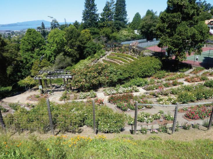 Berkeley Rose Garden Park

