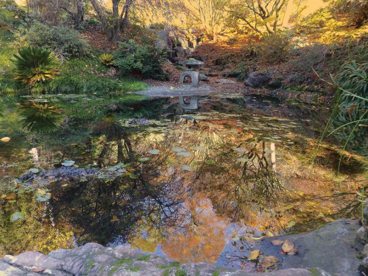 Regional Parks Botanic Garden plants reflecting in the water
